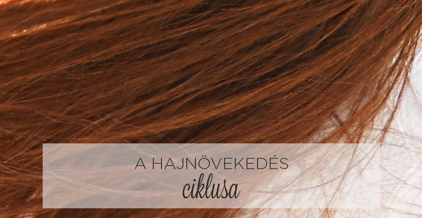 A HAJNÖVEKEDÉS ciklusa