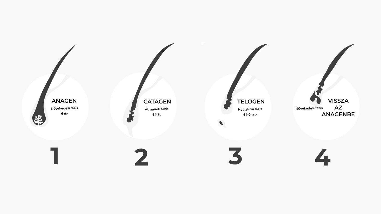 a hajnövekedés szakaszai